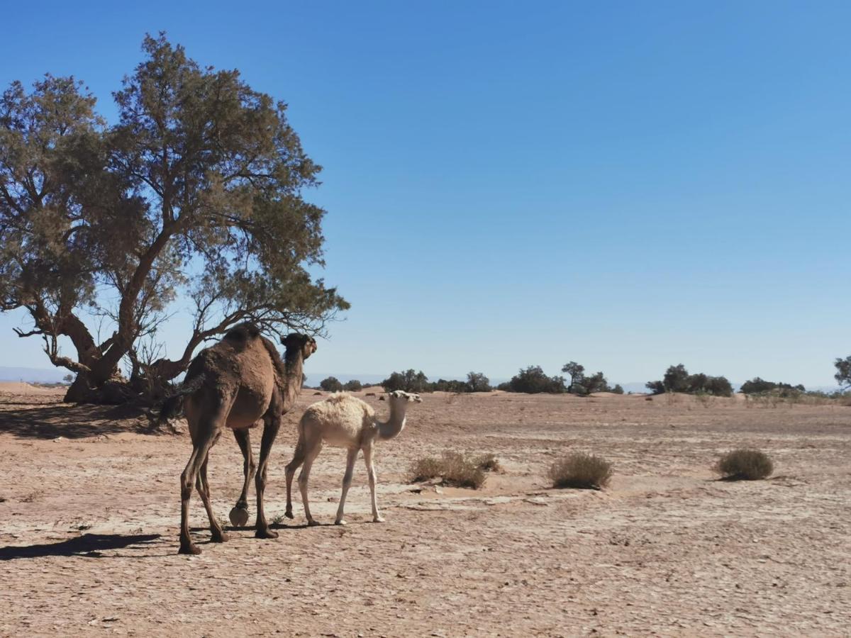 Bivouac Erg Chegaga Nomademoi 호텔 El Gouera 외부 사진